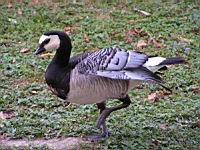 Bernache nonnette, Branta leucopsis (Photo F. Mrugala) (3)